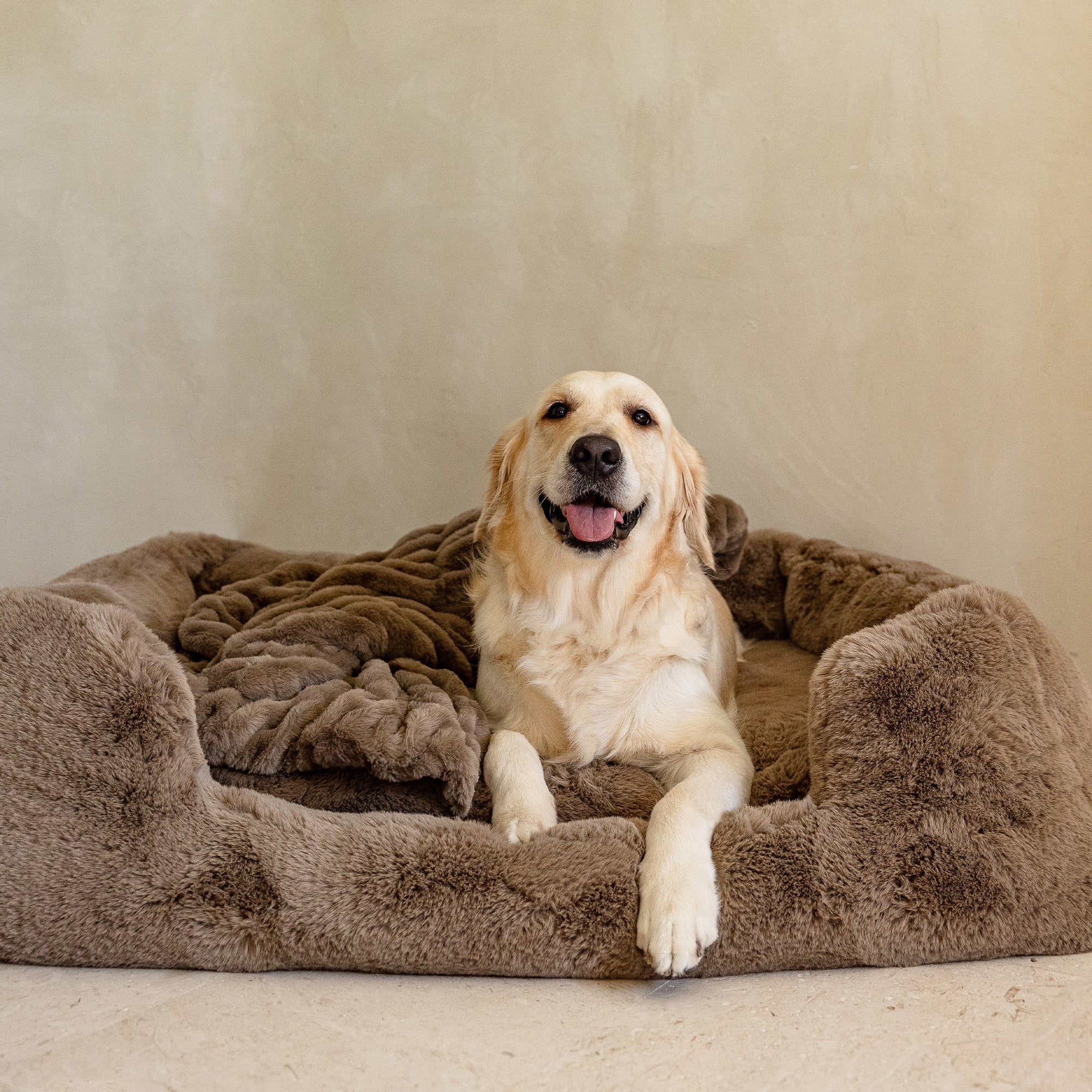 The Lola Pet Bundle - Image 4