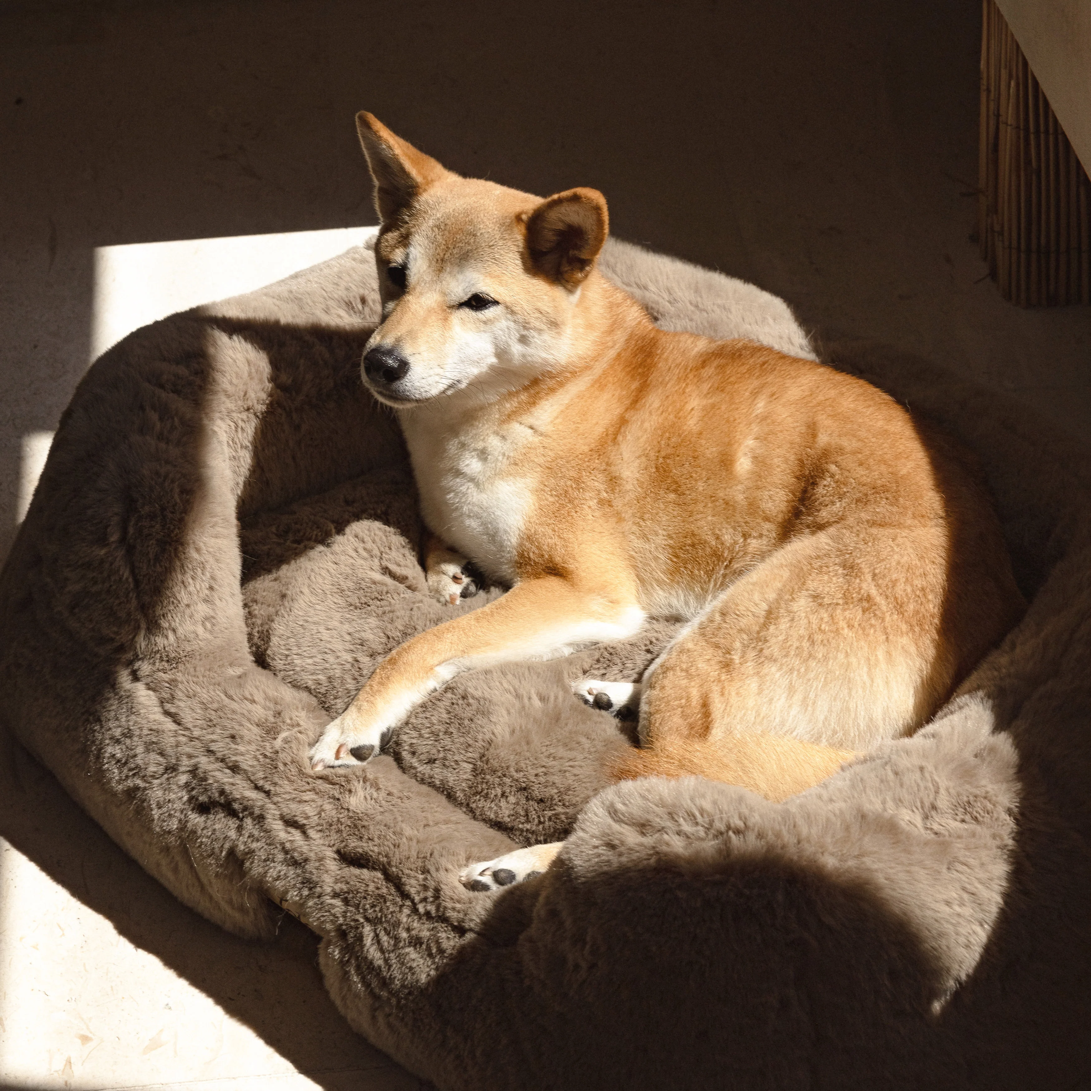 The Lola Pet Bed | Desert Dune - Image 4
